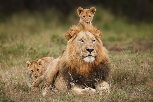 Especialistas en safaris