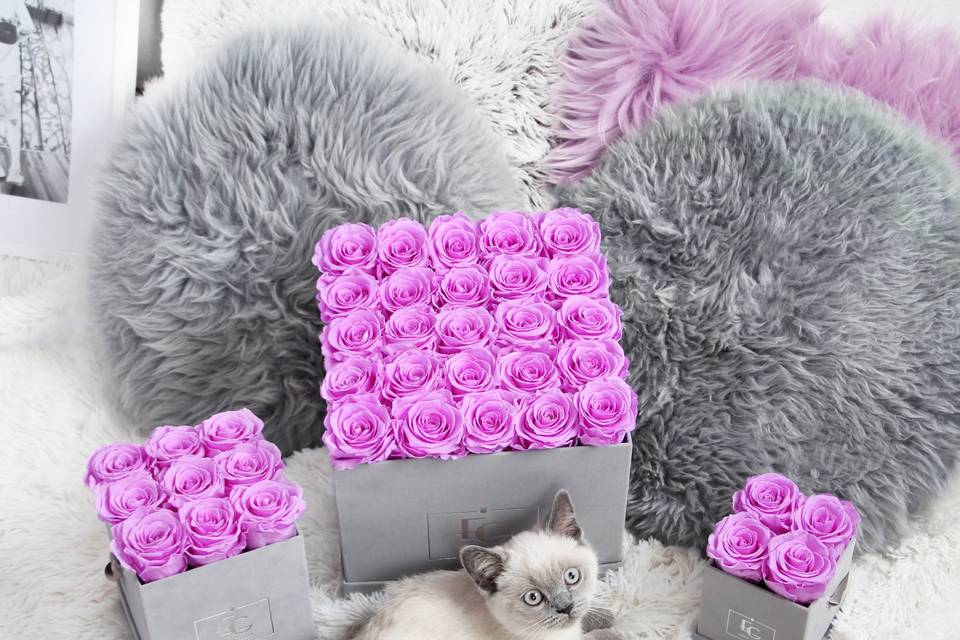 Box caja gris rosas color rosa