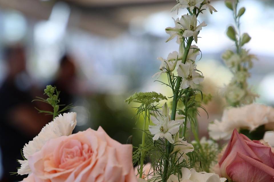 Bodas