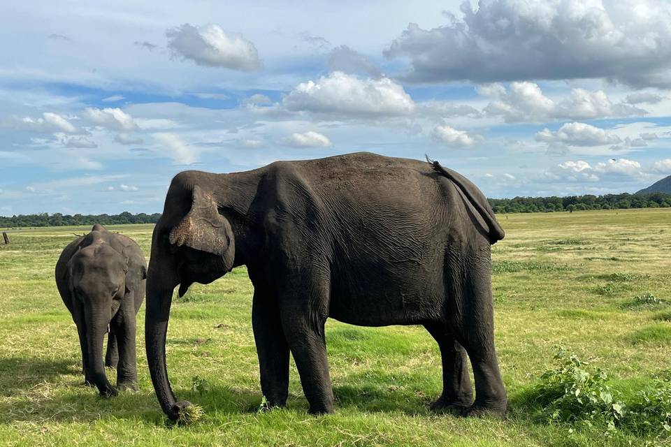 Sri Lanka