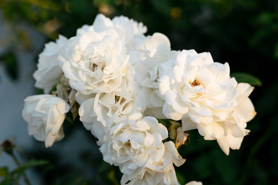 Flores