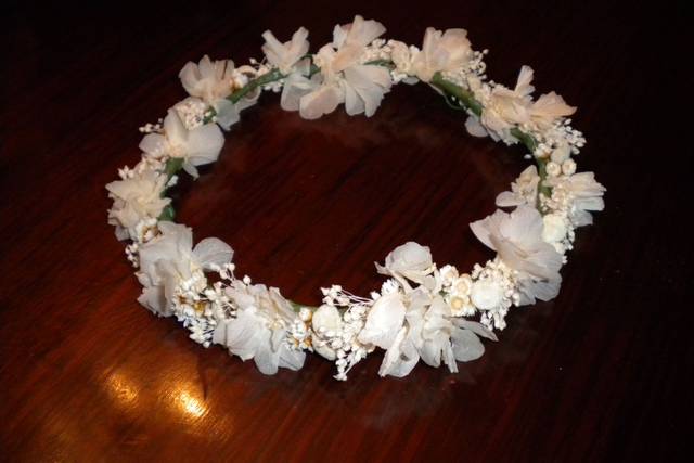 Begonias Flores
