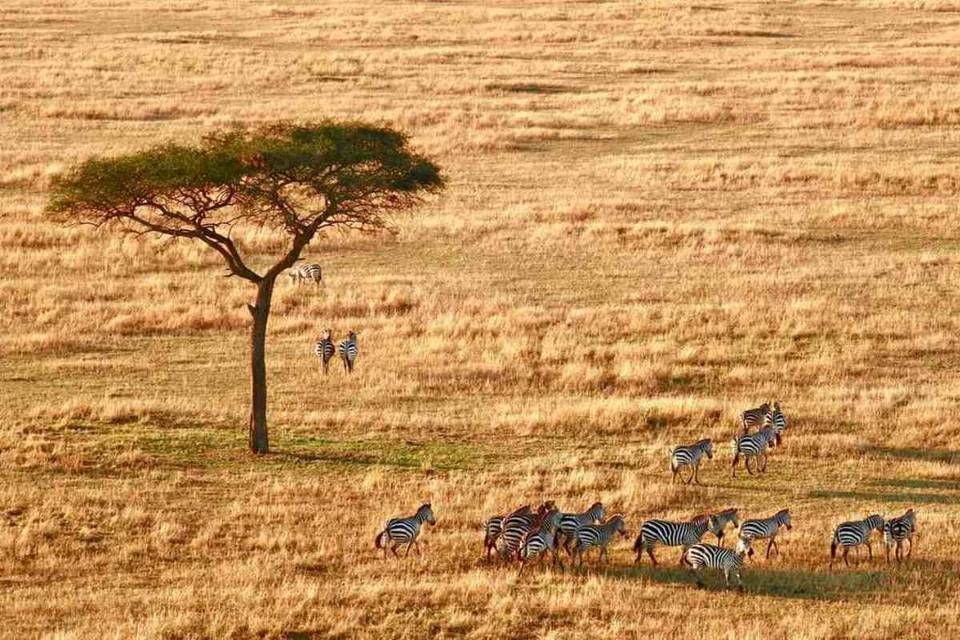 Safari Serengeti