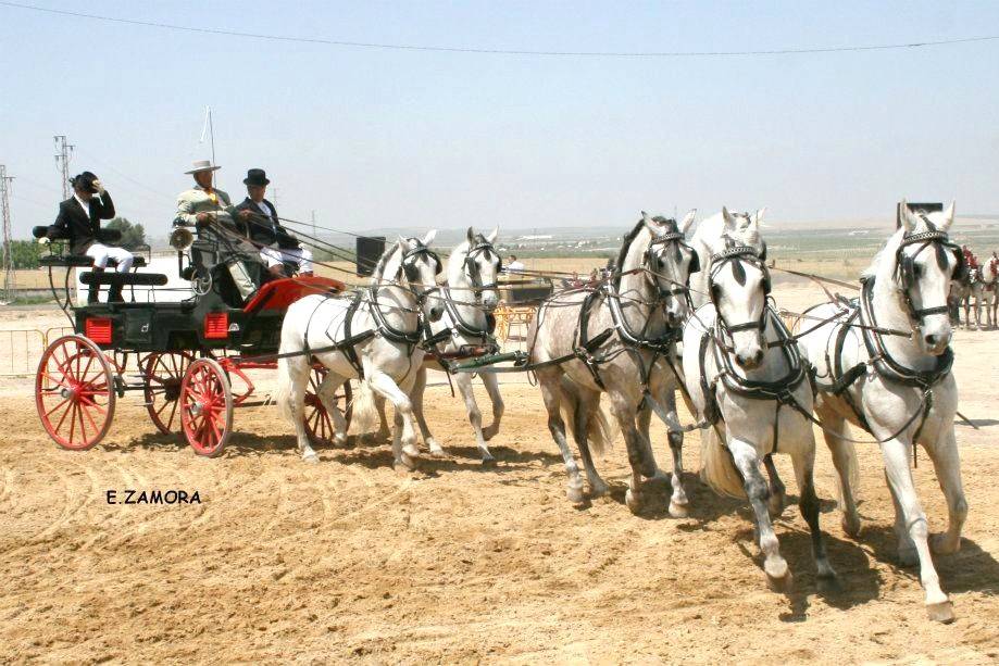 Exibicion Coches de caballos