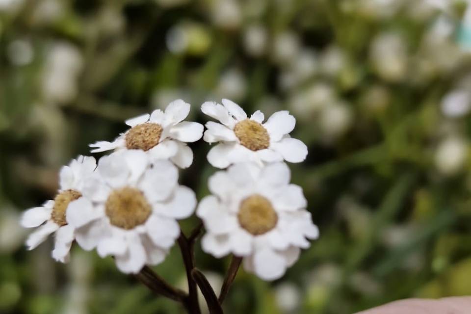 Flores sueltas pelo Daysi