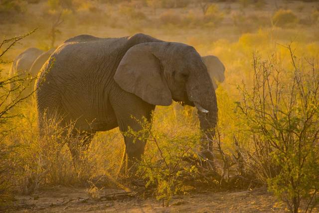 Safari romántico en África