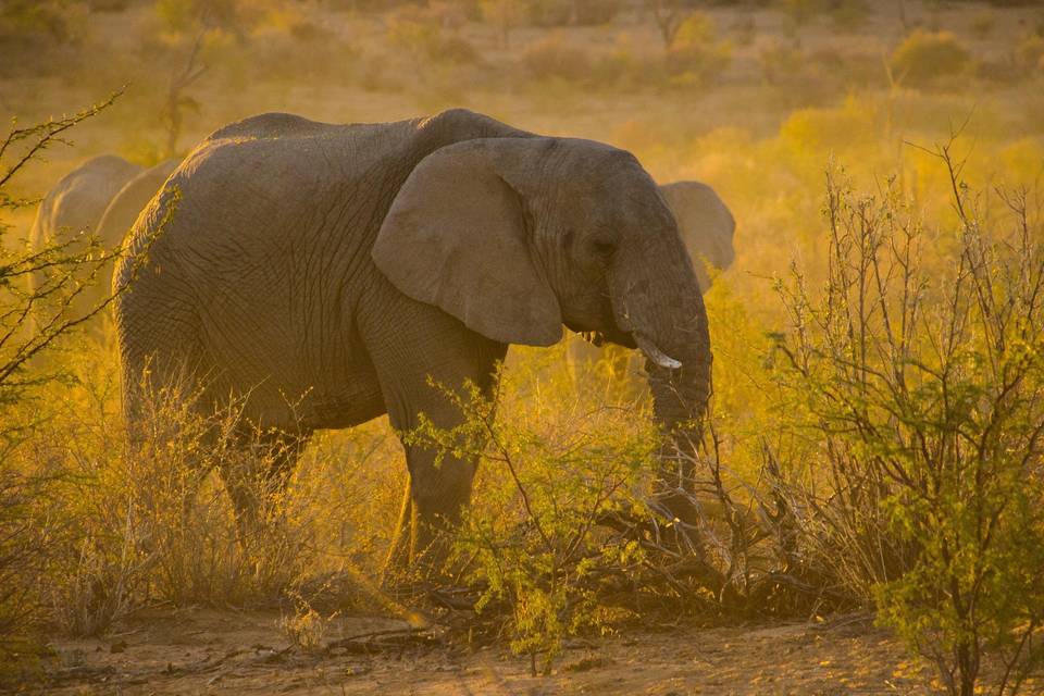 Safari romántico en África