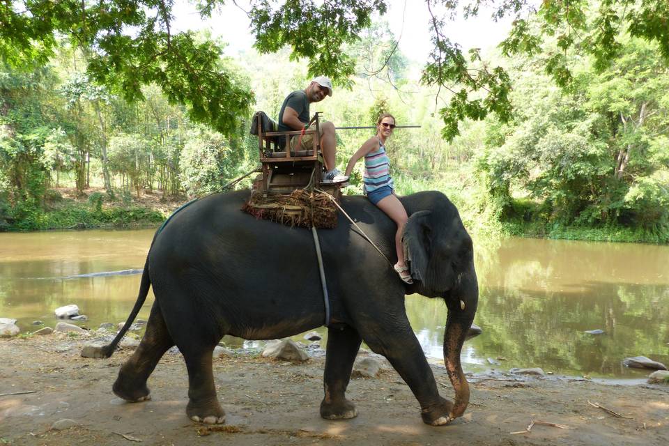 Safari elefante-tony y laura