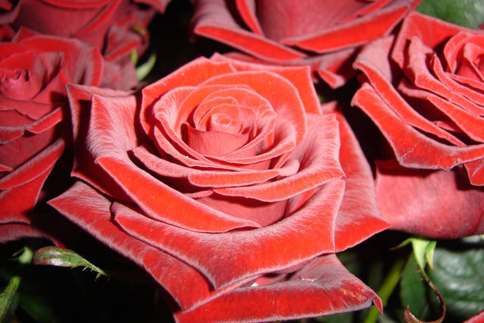 Rosas rojas