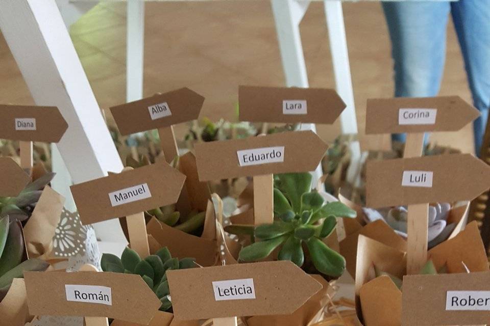 Plantas de regalo