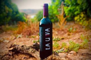 Lauwa