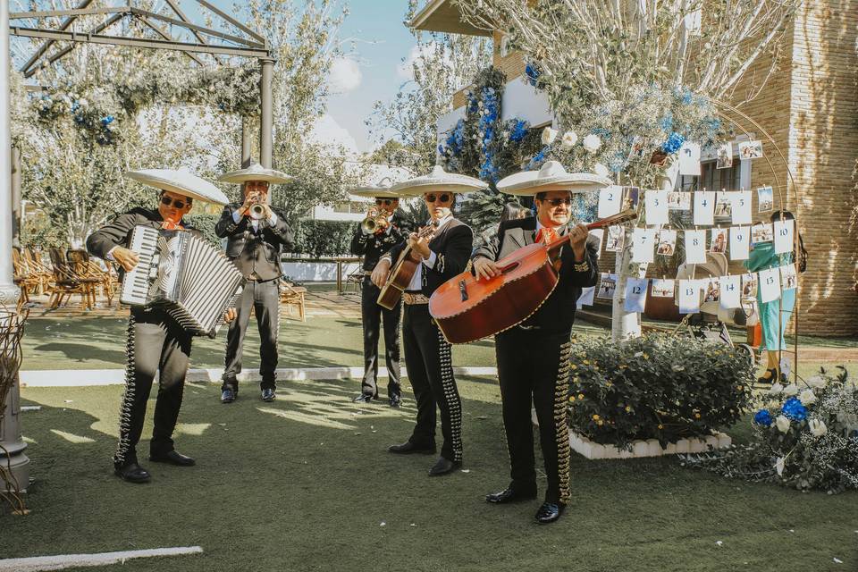 Animación musical cóctel