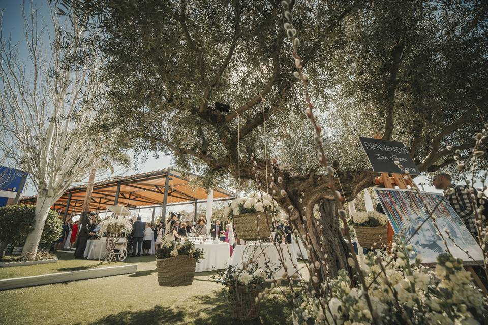 Zona Olivo decorada