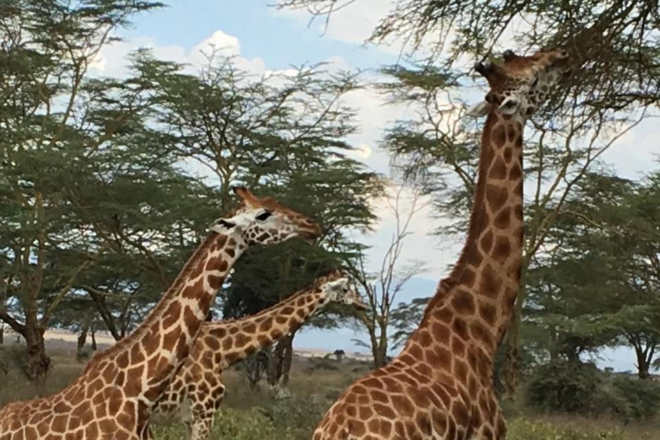 Safari en Kenia