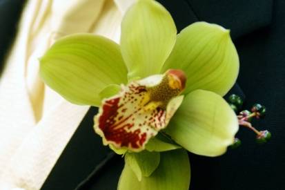 Prendido orquídea