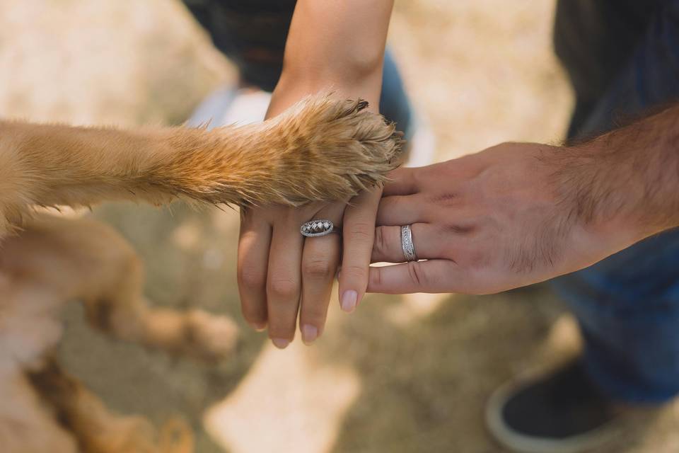 VIP pet