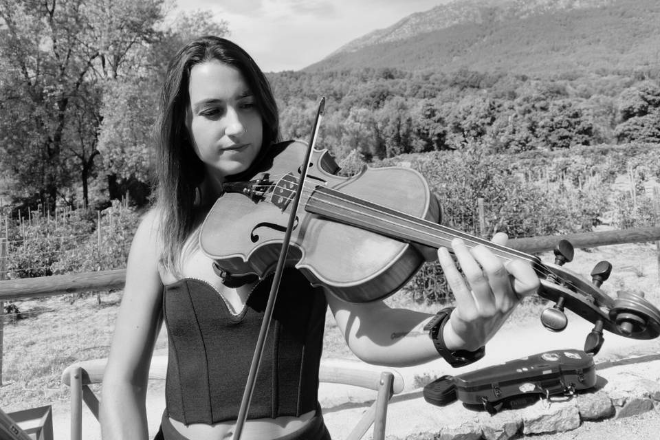 Viola