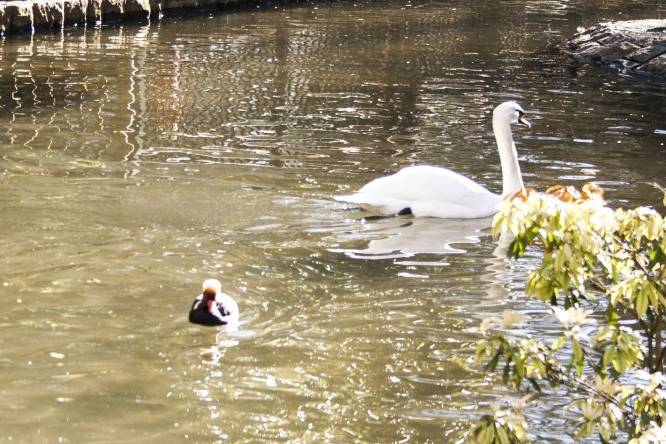 Lago de los cisnes