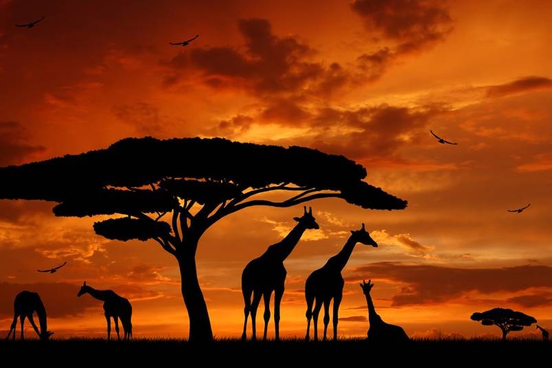 Safaris por Africa