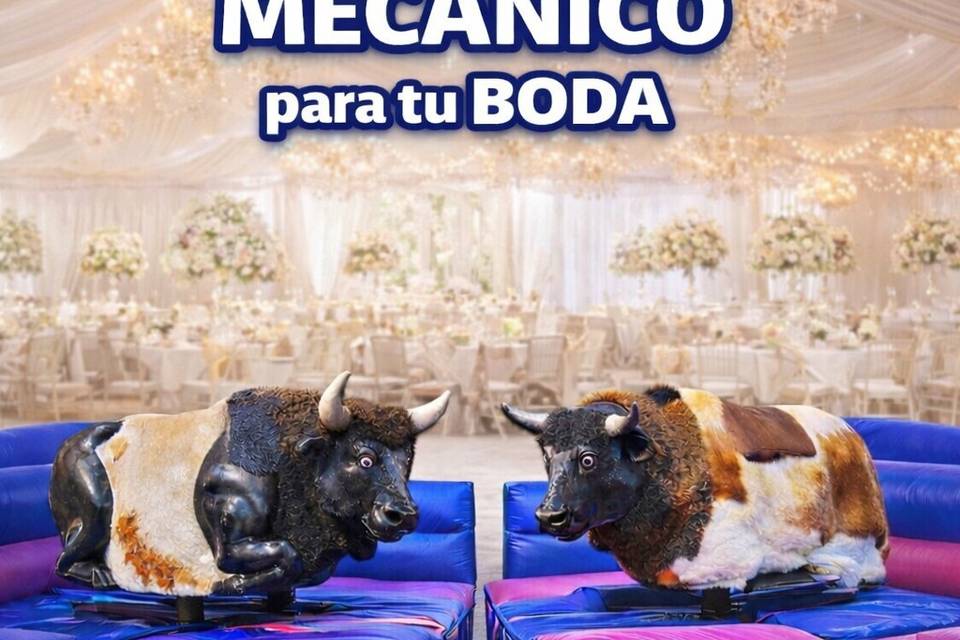 Toro o Bufalo para tu Boda