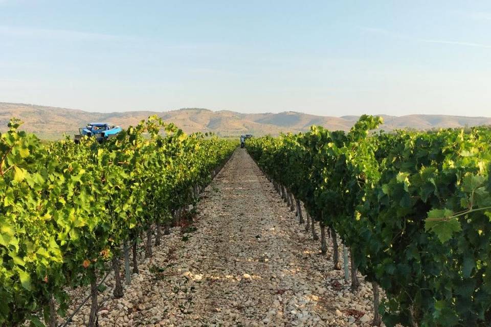 Bodegas Bocopa