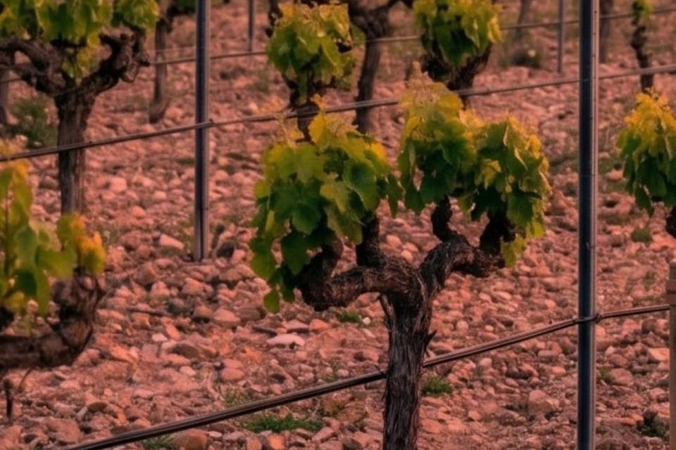 Bodegas Bocopa