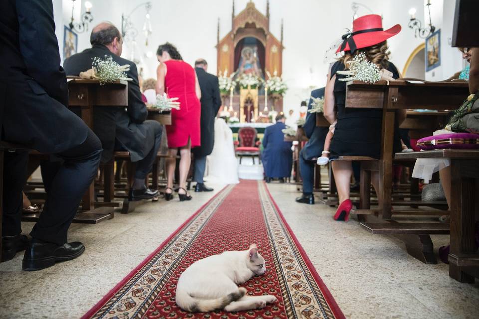 Gato en la iglesia