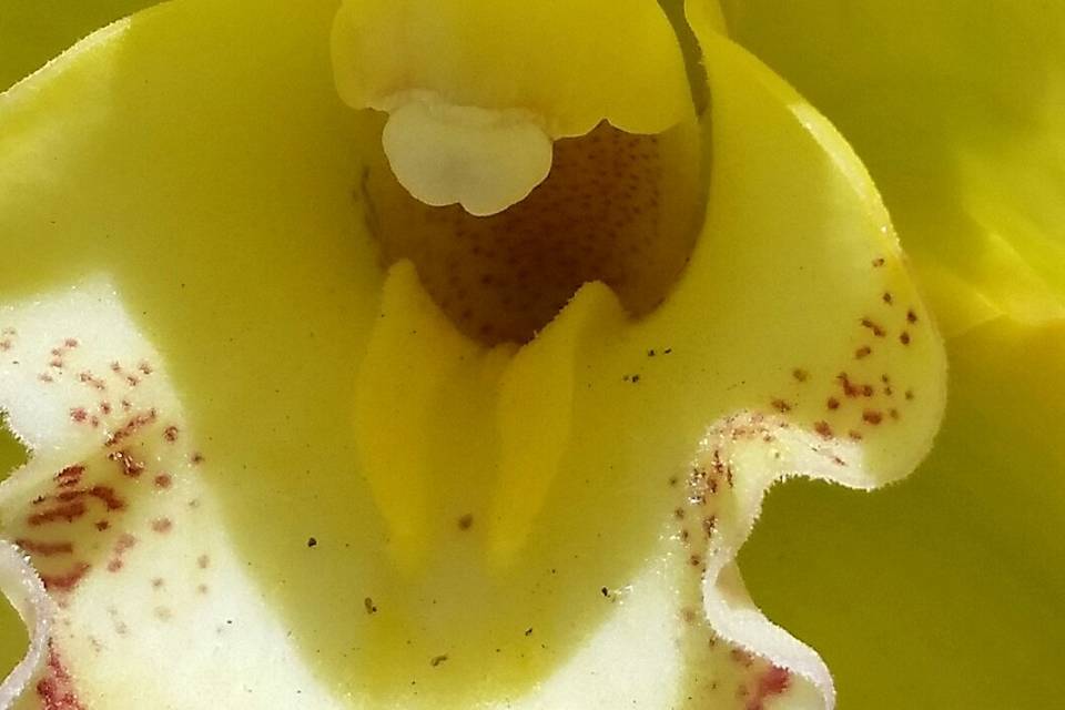 Orquidea