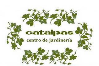 Catalpas