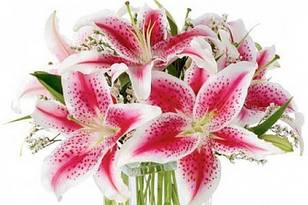 Ramo liliums pink