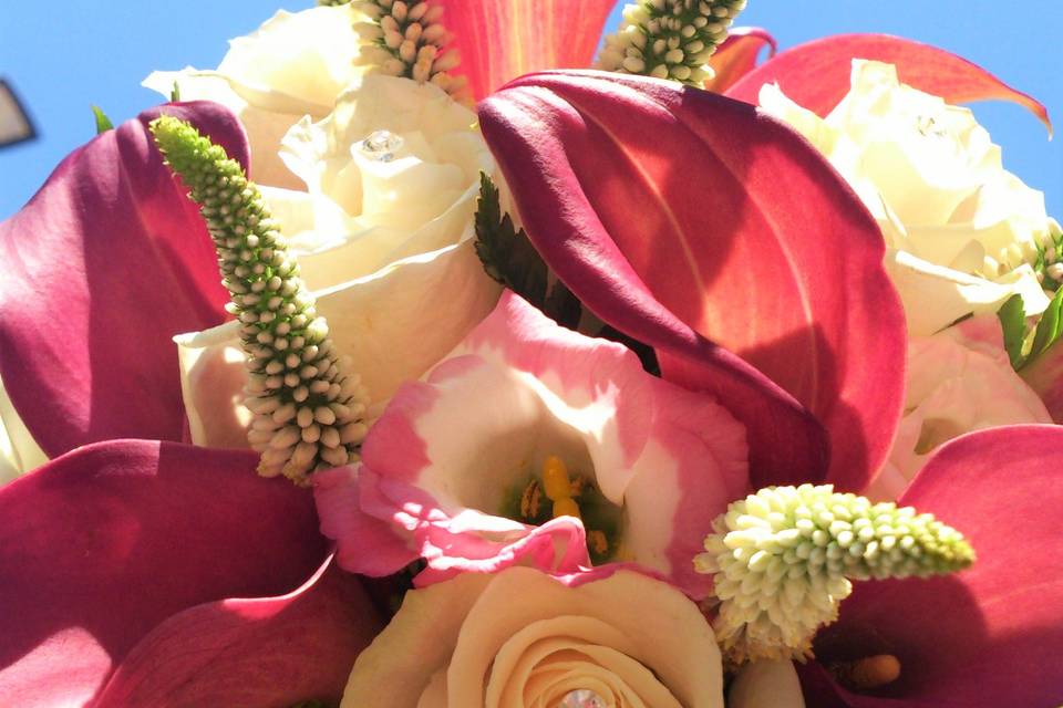 Bouquet de calas fucsias