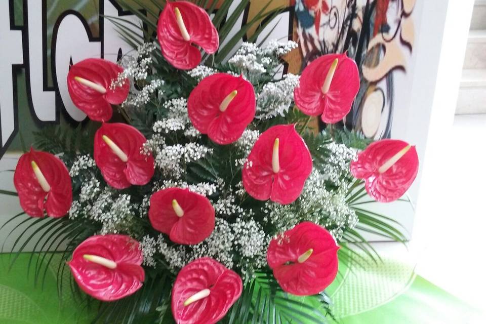 Anthurium