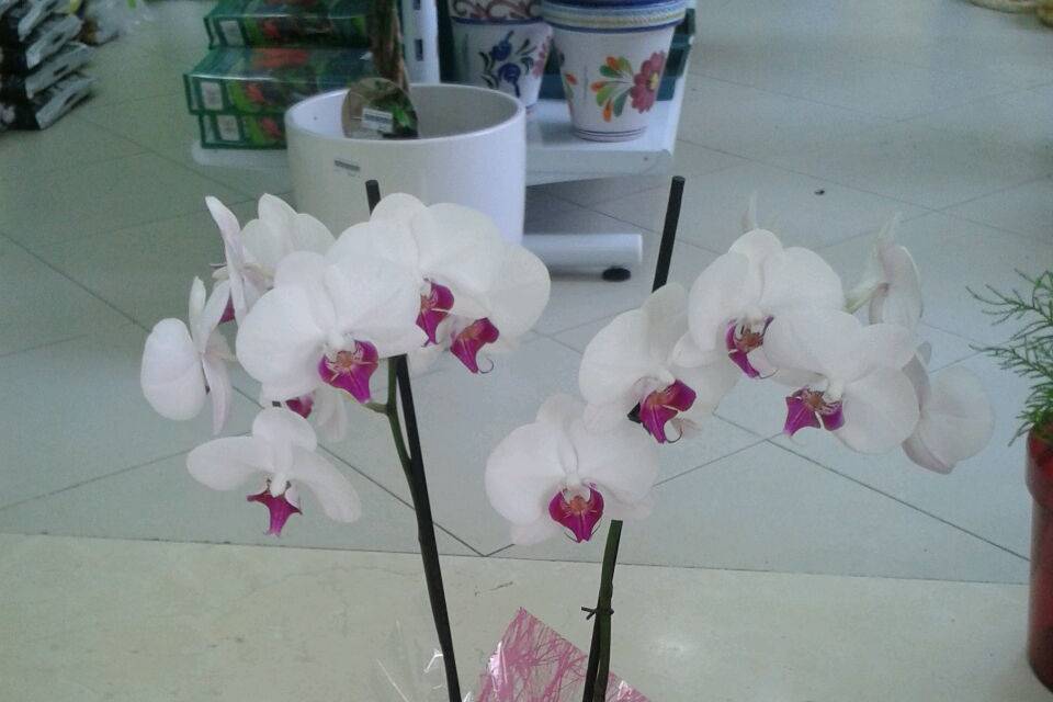 Phalenopsis