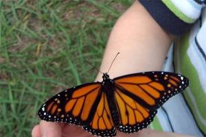 Mariposas ibéricas