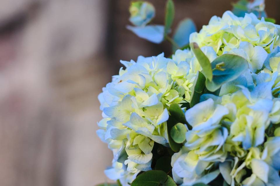 Blue hortensia