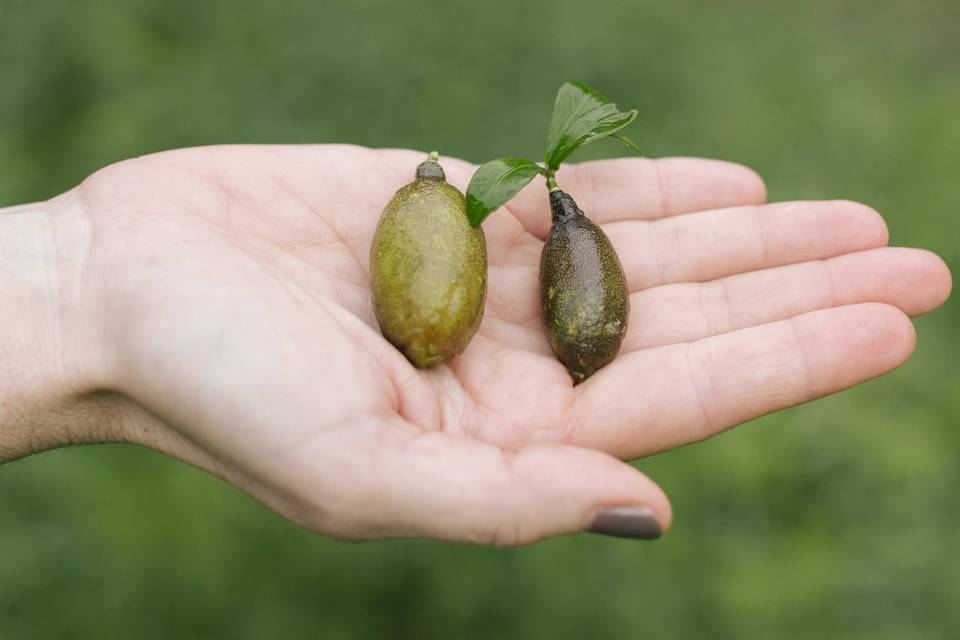 Caviar Cítrico Ecológico