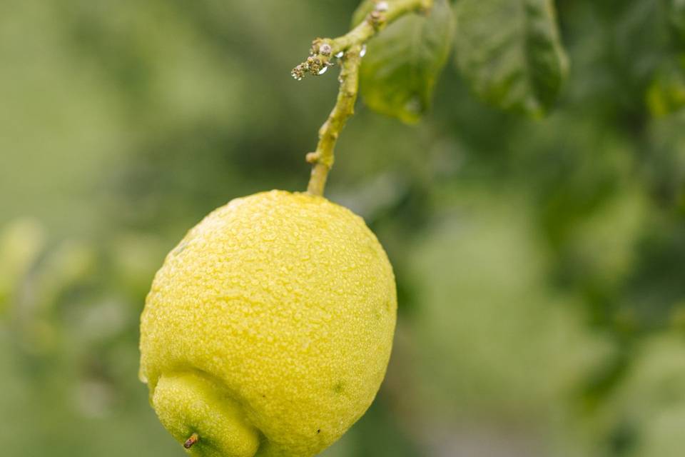 Limón Ecológico de Novales