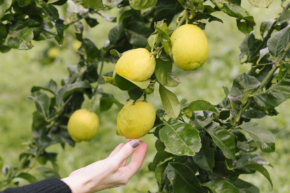 Limón Ecológico