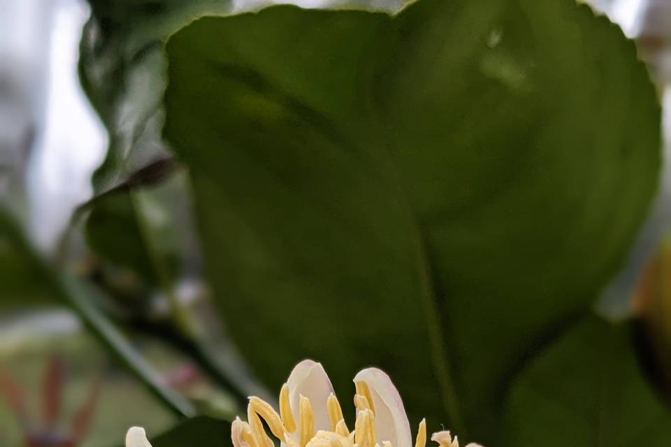 Limonero en flor