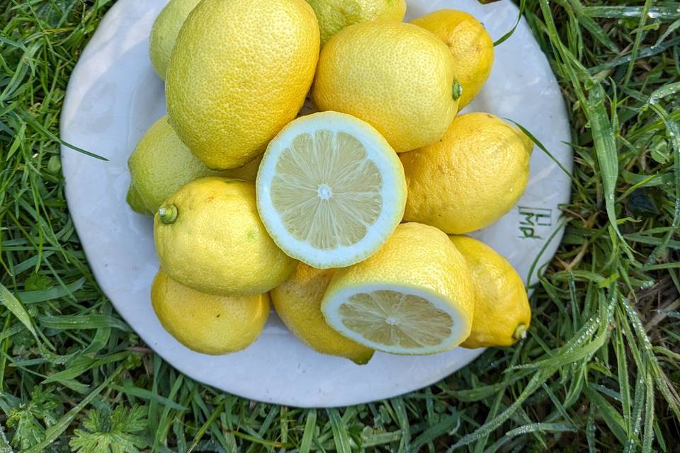 Limón de Novales