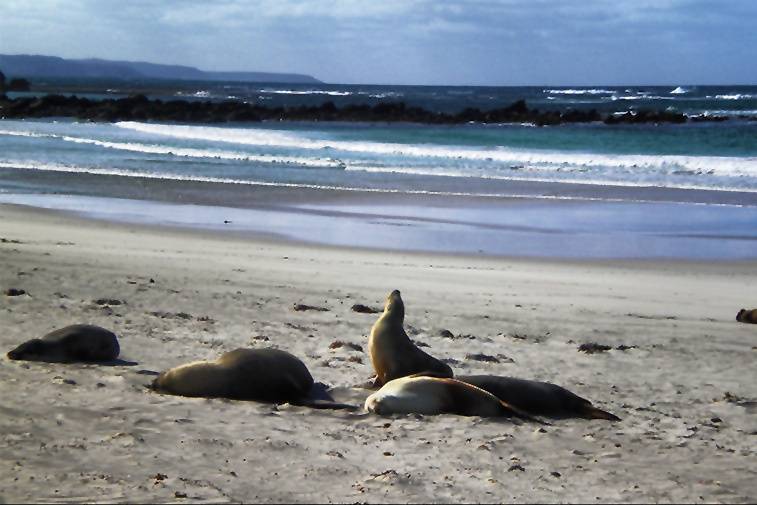 Isla Canguro, Australia