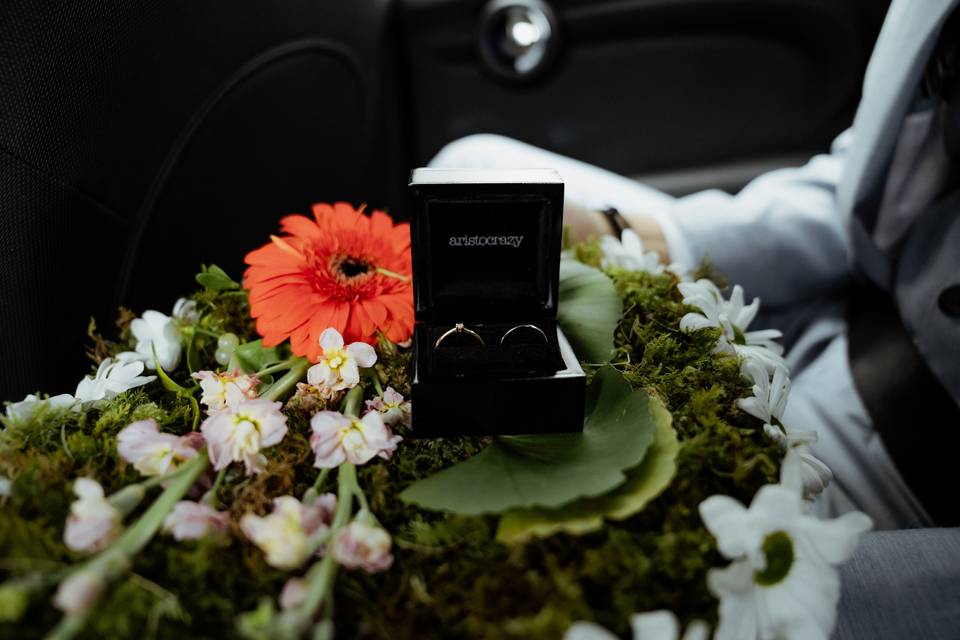 Visual Birds Photography