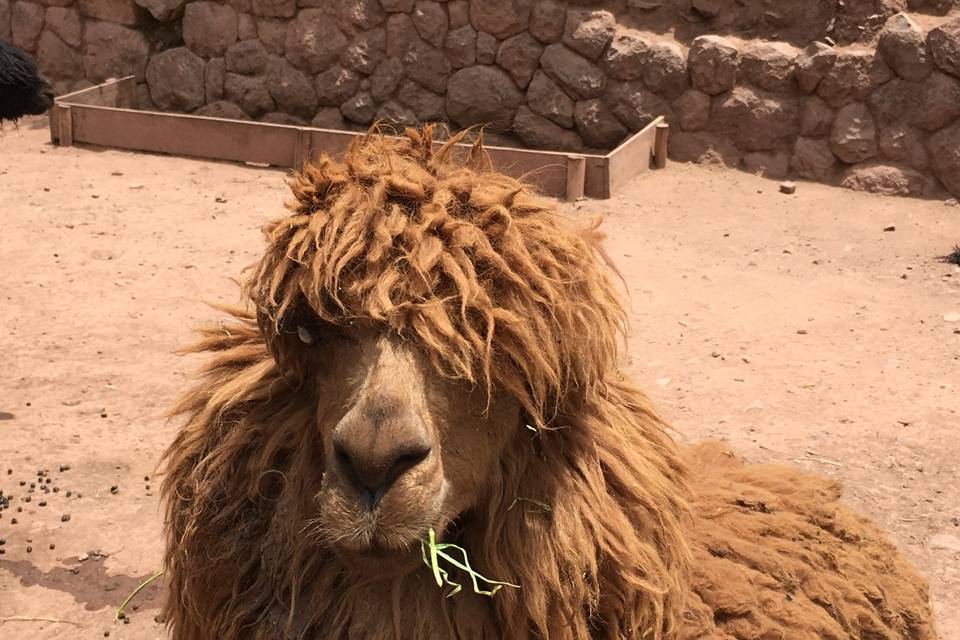 Vicuña, Perú