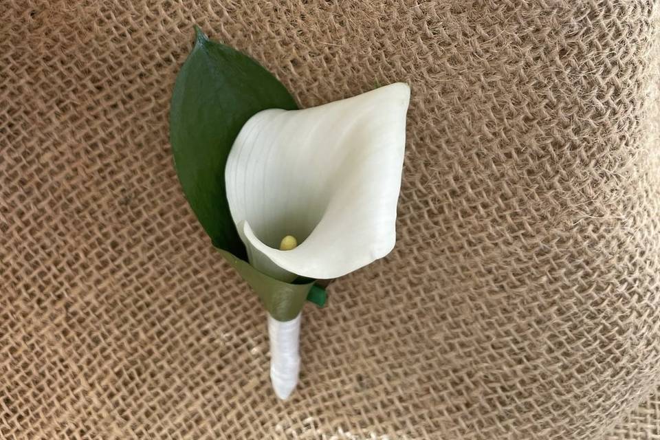 Solapa novio