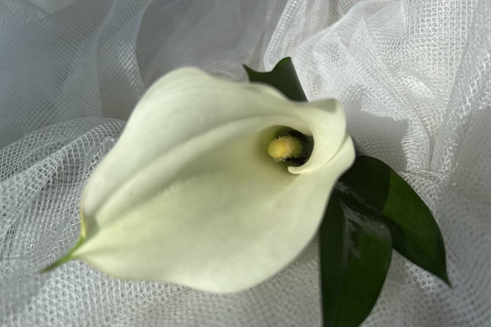 Solapa novio