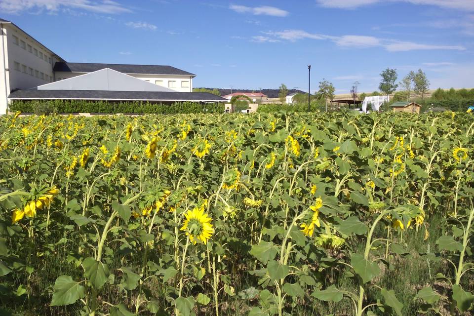 Girasoles