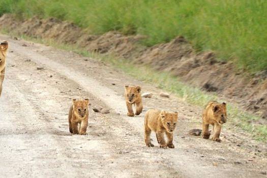 Masai Mara-Kenia