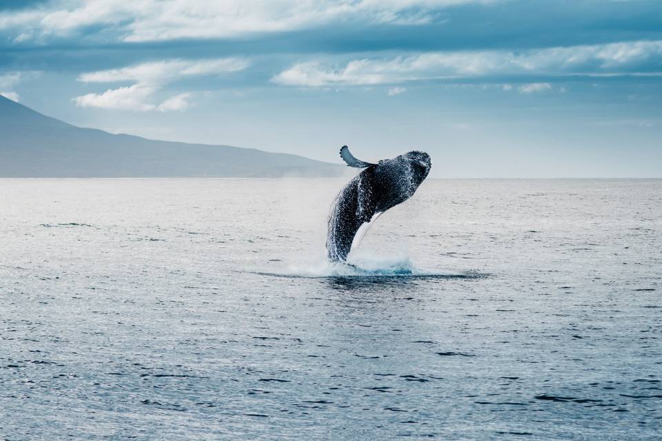 Islandia desde el Mar