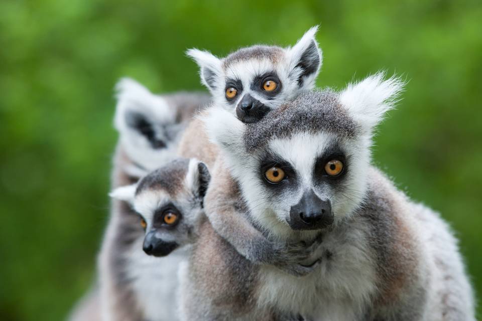 Naturaleza en Madagascar
