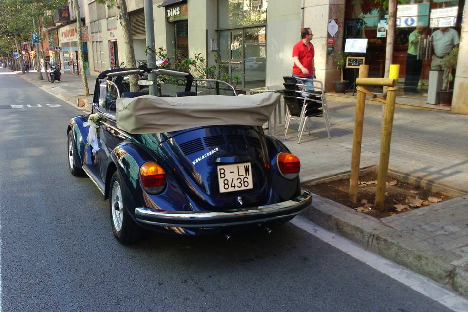 My Little Wedding Beetle